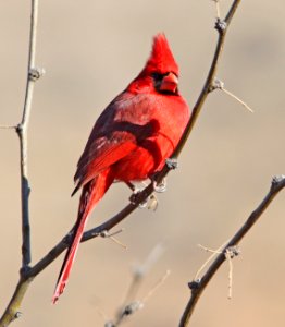 CARDINAL, NORTHERN (2-14-13) patagonia lake, scc, az -02