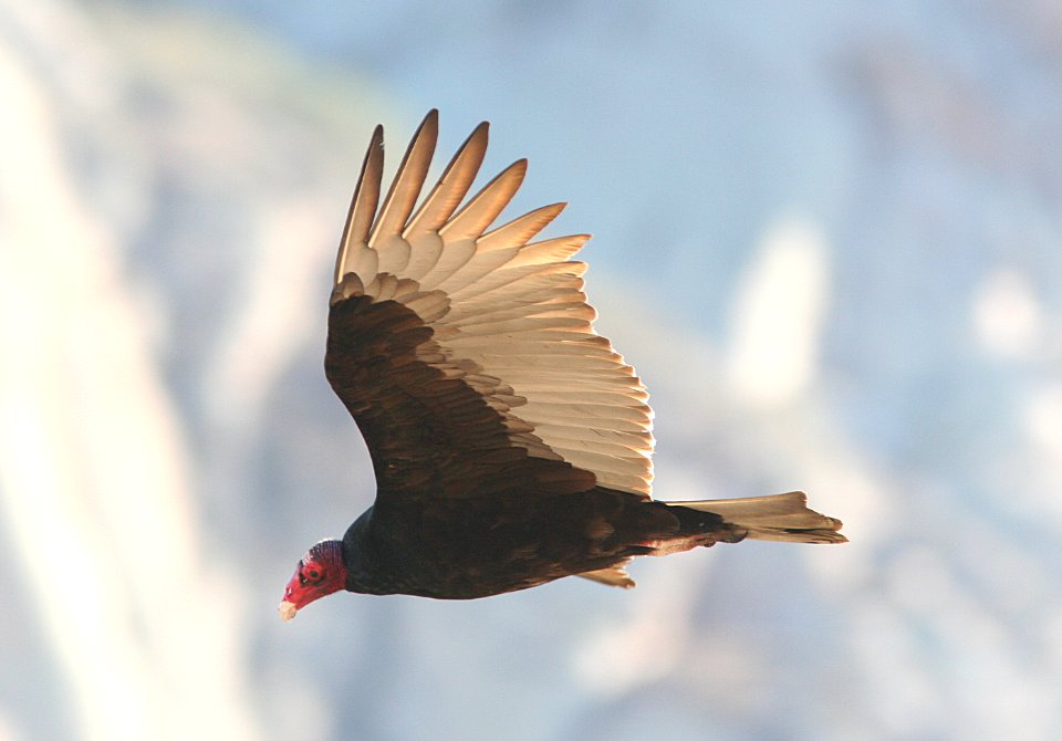 VULTURE, TURKEY (12-30-07) -06