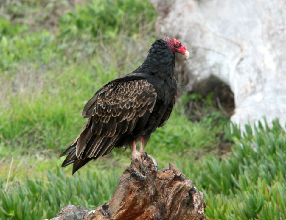 VULTURE, TURKEY (12-26-09) slo co, ca -01
