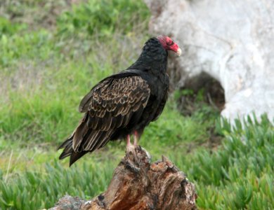 VULTURE, TURKEY (12-26-09) slo co, ca -01
