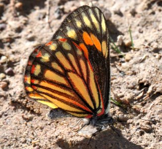 CHIRICAHUA WHITE (Neophasia terlooii) (11-1-11) female, sawmill cyn, huachuca mts, az -10a