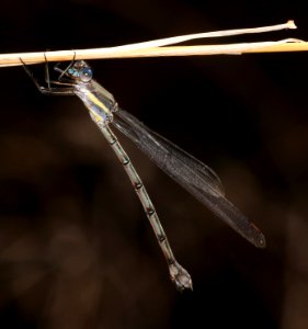 SPREADWING, GREAT (Archilestes grandis) (11-6-2020) garden canyon, ft huachuca, huachuca mts, cochise co, az -01