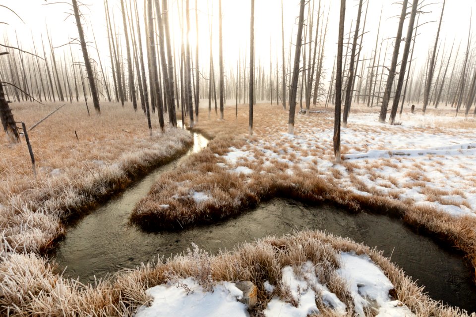 Foggy sunrise at Tangled Creek