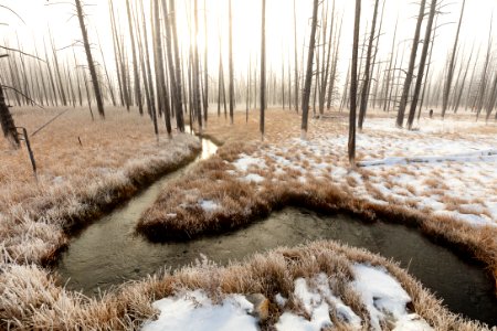 Foggy sunrise at Tangled Creek