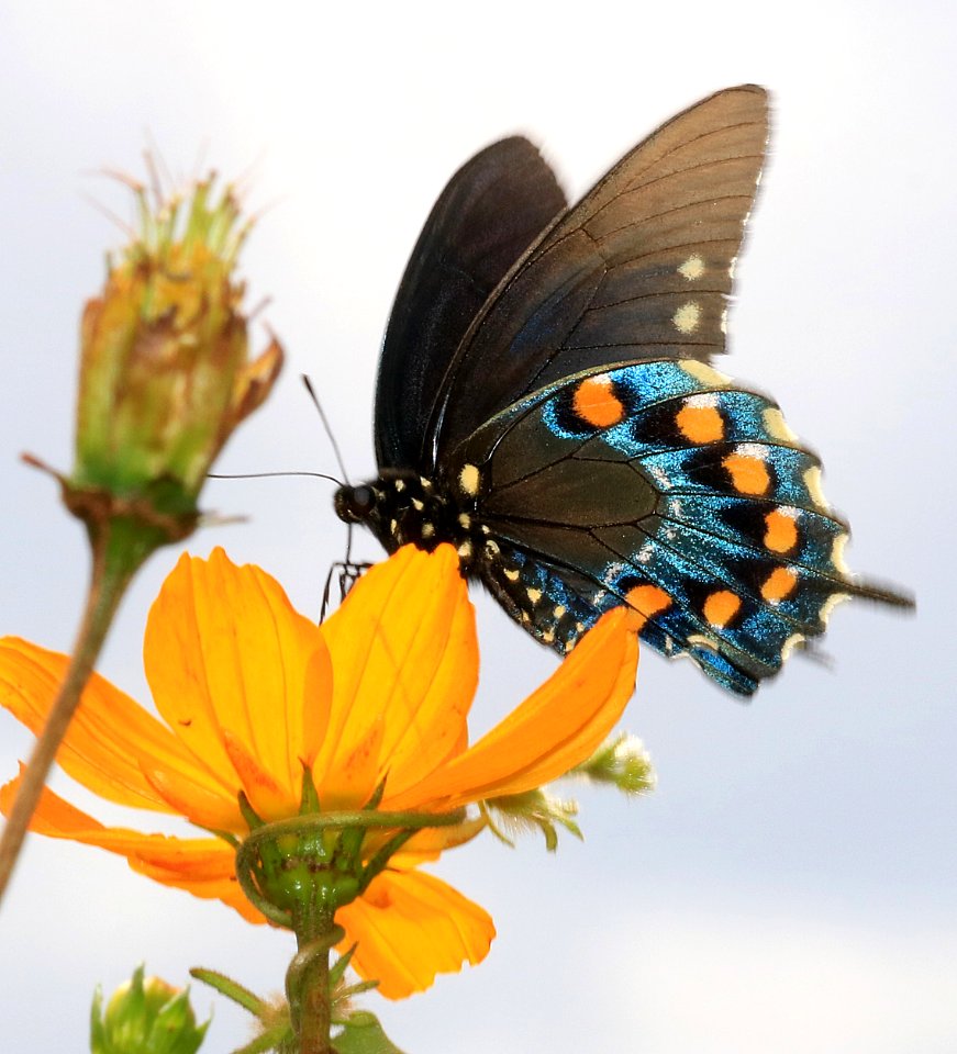 SWALLOWTAIL, PIPEVINE (Battus philenor) (9-12-2016) sante fe ranch, nogales, sante cruz co, az -01