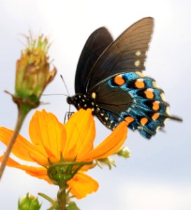 SWALLOWTAIL, PIPEVINE (Battus philenor) (9-12-2016) sante fe ranch, nogales, sante cruz co, az -01