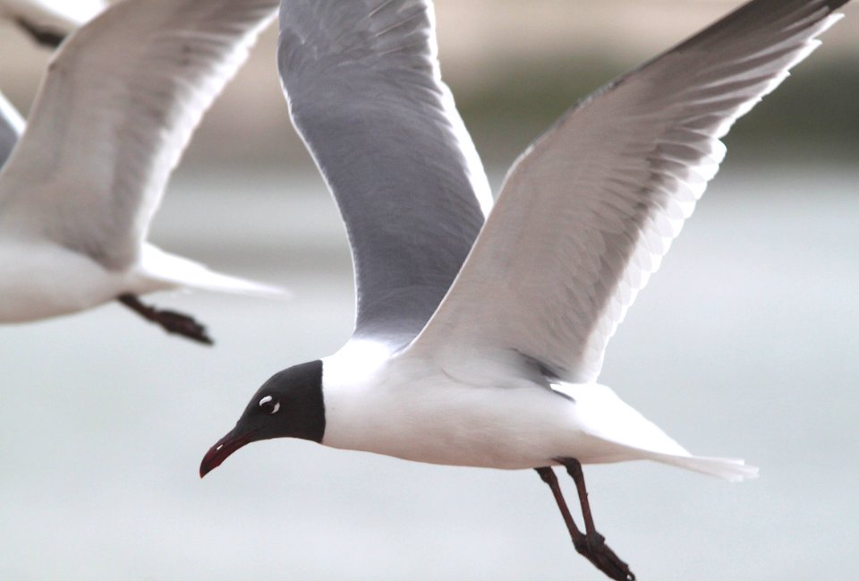 354 - LAUGHING GULL (3-3-12) near san isabel, tx  (2)