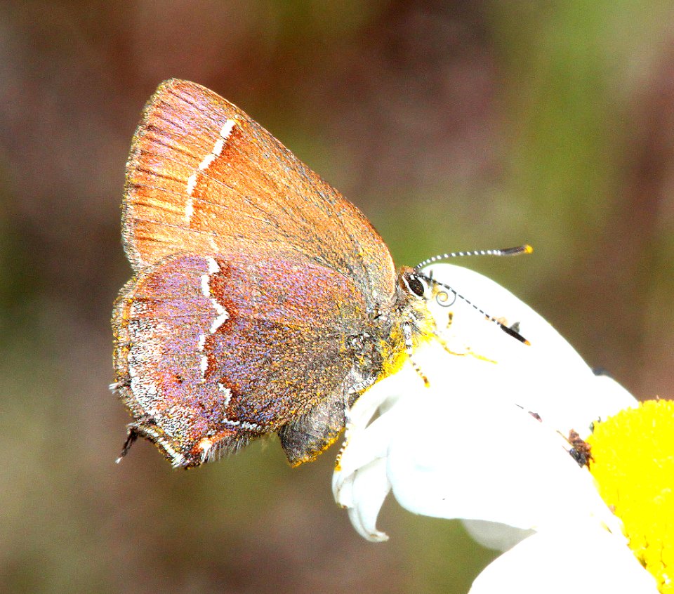 HAIRSTREAK, JOHNSON'S (Callophrys johnsoni) (6-10-2014) 2600 ft, rte 58 west of oakridge, lane co, oregon -02b