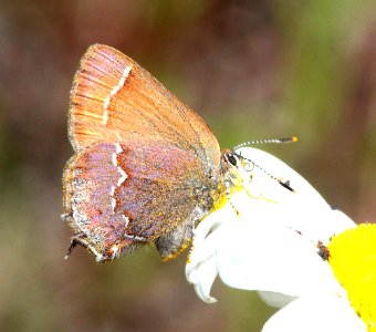 HAIRSTREAK, JOHNSON'S (Callophrys johnsoni) (6-10-2014) 2600 ft, rte 58 west of oakridge, lane co, oregon -02b
