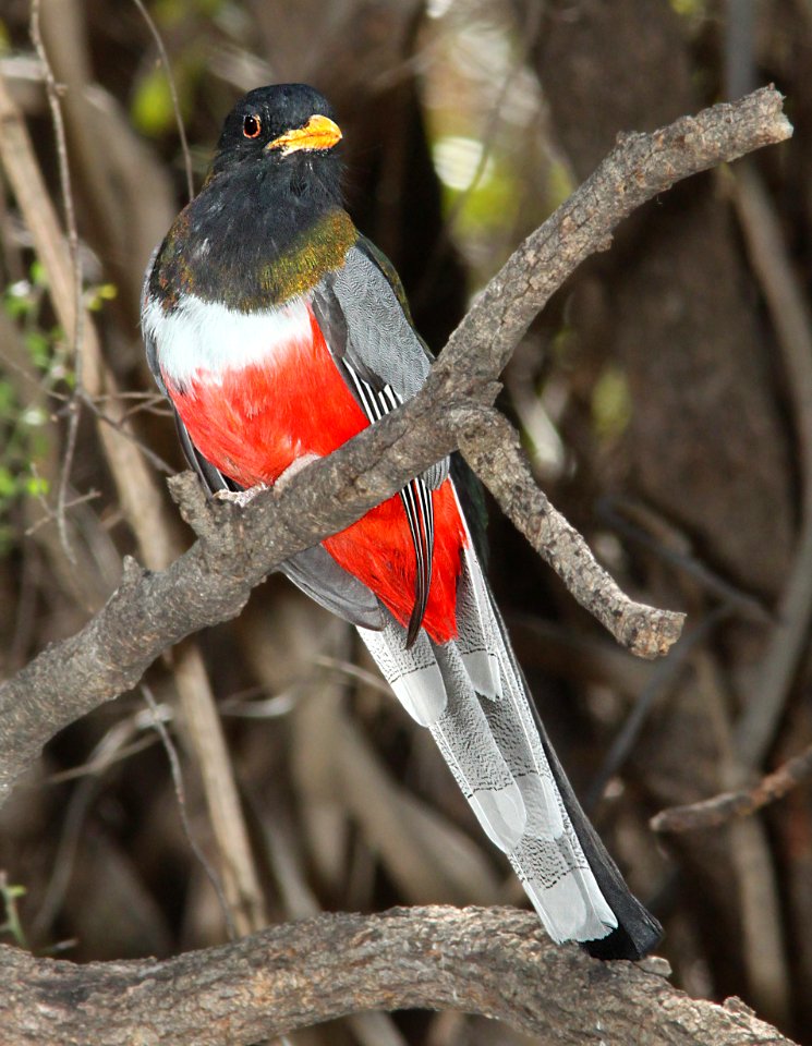 514 -  ELEGANT TROGON (3-23-12) patagonia lake east end, scc, az - (6)