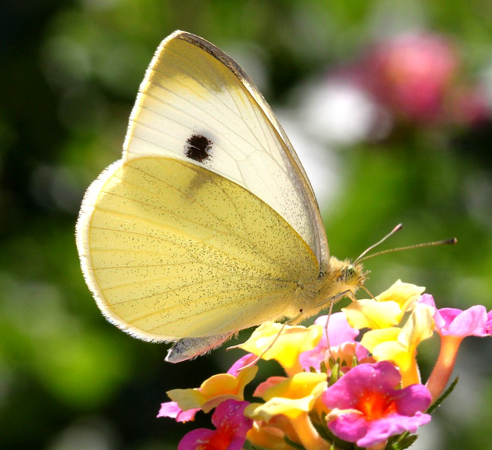 CABBAGE WHITE (Pieris rapae) (10-2-11) fem, patagonia butterfly garden, scc, az -01