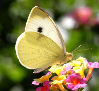 CABBAGE WHITE (Pieris rapae) (10-2-11) fem, patagonia butterfly garden, scc, az -01
