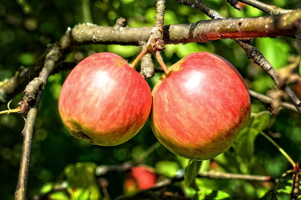 Autumn ripe apple tree