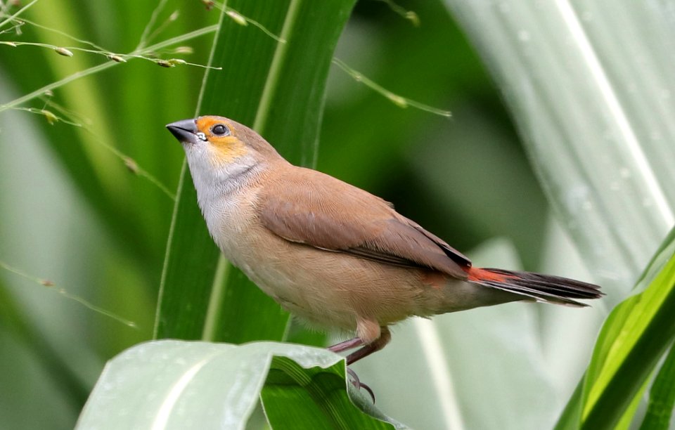 ORANGE-CHEEKED WAXBILL (5-5-2018) waihee coastal dunes and wetland refuge, maui co, hawaii -17