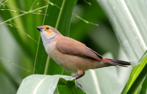 ORANGE-CHEEKED WAXBILL (5-5-2018) waihee coastal dunes and wetland refuge, maui co, hawaii -17
