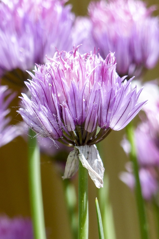 Nature garden herb photo