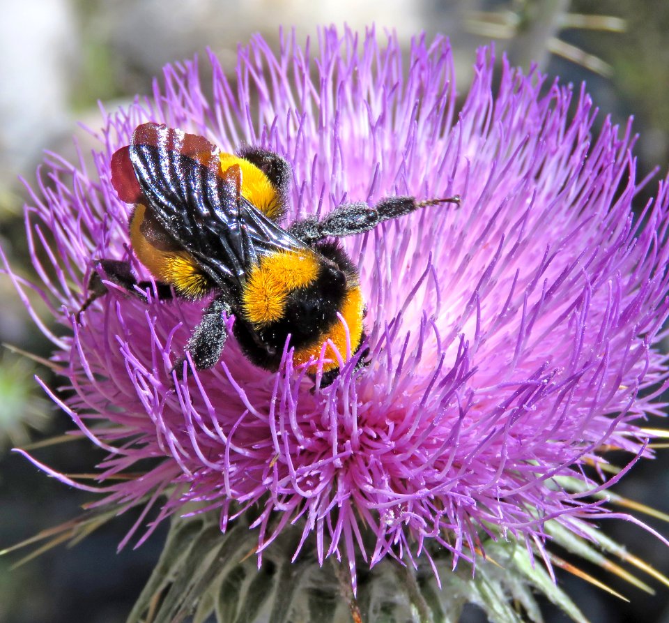 BEE, YELLOW BUMBLE (Bombus fervirdus) (4-22-2020) guindani trail from kartchner caverns s p, whetstone mts, coronado nat forest, cochise co, az -01