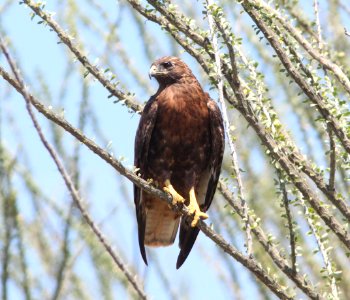 HAWK, RED-TAILED (9-10-12) intermediate or red phase, california gulch, scc, az -02