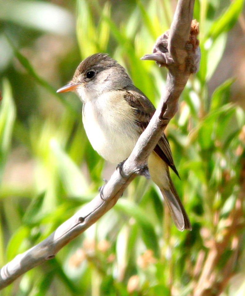 578 - WILLOW FLYCATCHER (6-4-08) carrizo, saucito ranch lower spring, carrizo plain nat mon, slo co, ca