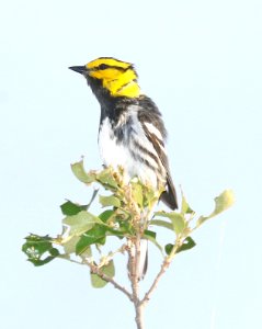 842 - GOLDEN-CHEEKED WARBLER (4-25-2017) ed's ranch, edwards co, tx -01