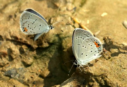 TAILED BLUE, EASTERN (Everes comyntas) (5-28-2018) forest s-e of boonville, scott co, ar -02 (2) photo