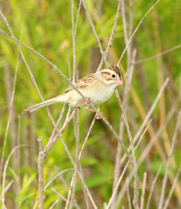 872 - CLAY-COLORED SPARROW (6-9-2018) grand forks co, nd -01