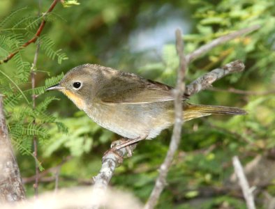 818 - COMMON YELLOWTHROAT (4-19-12) convention center, south padre island, tx  (2)