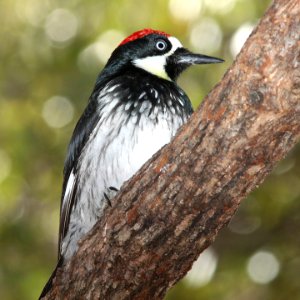 524 - ACORN WOODPECKER (12-23-10) -01 photo