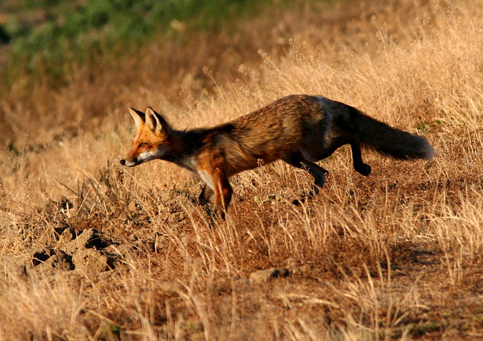 FOX, RED (5-2-07) at w tx -6