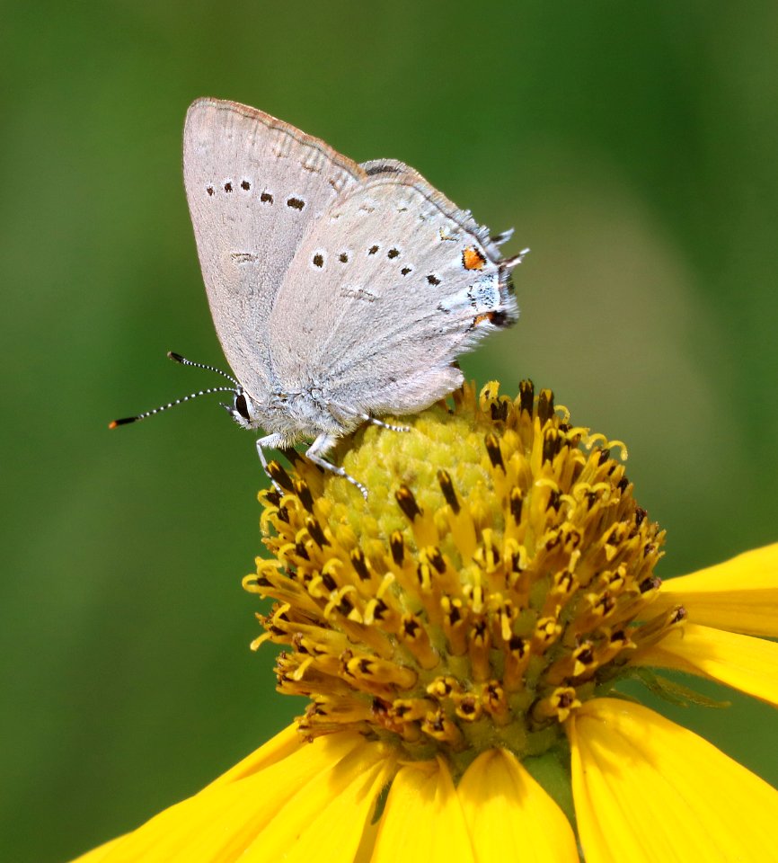 HAIRSTREAK, SYLVAN (Satyrium sylvinus) (7-25-2016) 8300ft, meadow, hinsdale co, co (1)