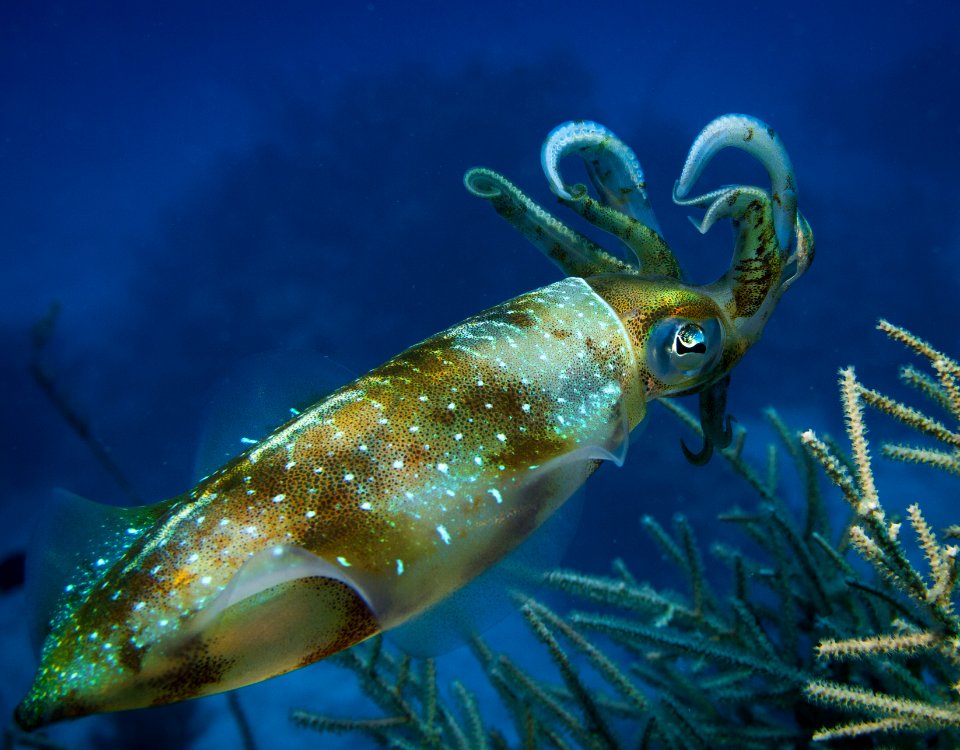 SquidAlert-1