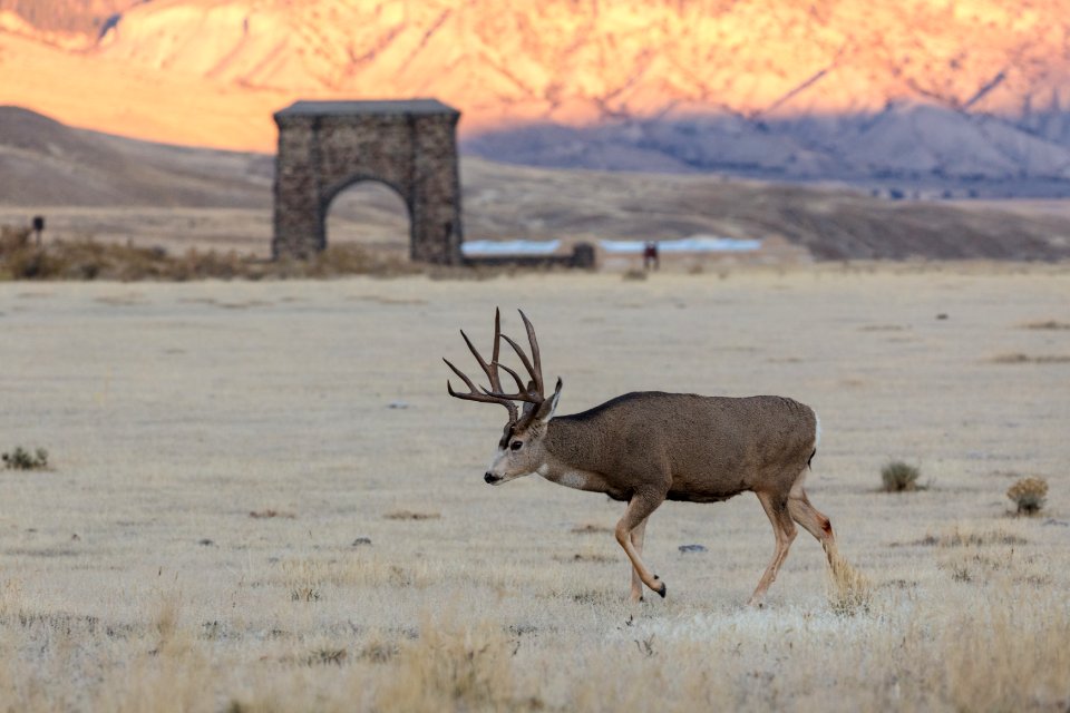 Mule deer buck and Roosevelt Arch