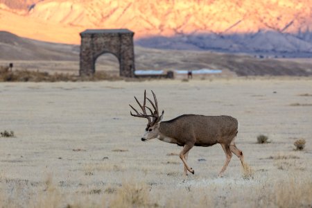 Mule deer buck and Roosevelt Arch photo