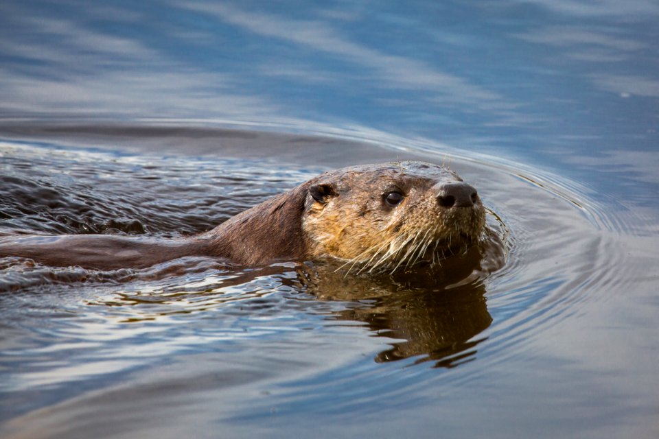 River otter, Swan Lake area