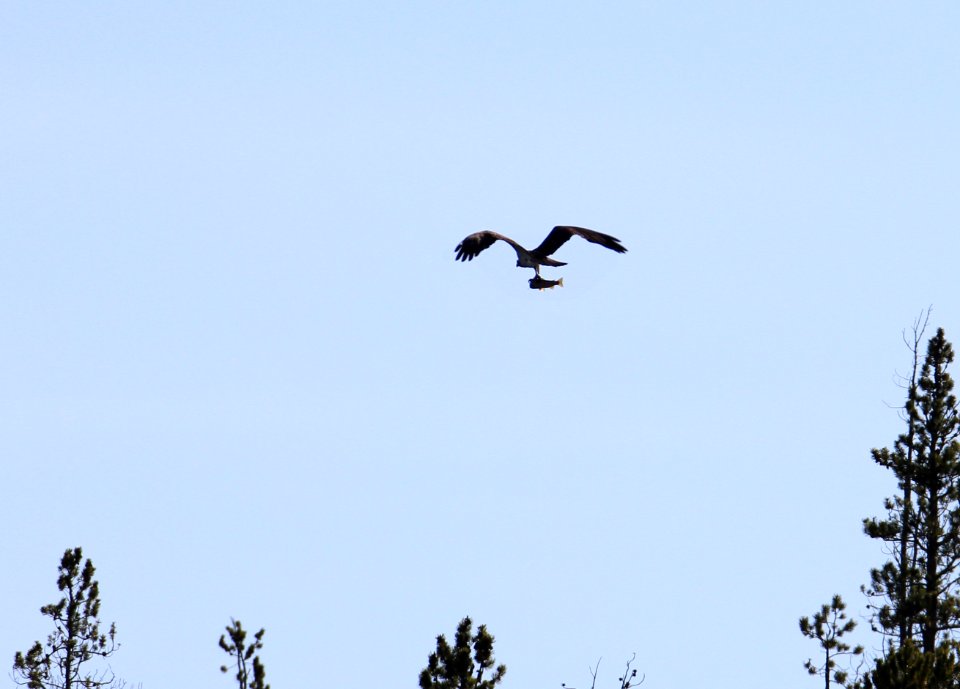 Osprey flying with trout above Firehole River