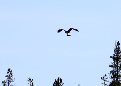 Osprey flying with trout above Firehole River