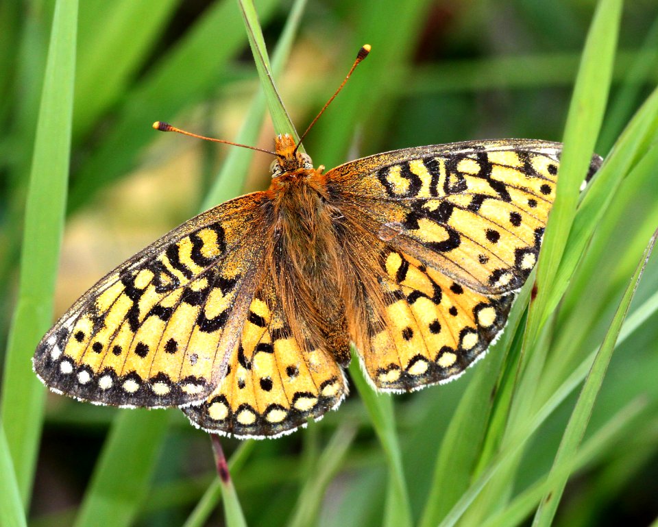 FRITILLARY, EDWARD'S (Speyeria edwardsii) (8-24-12) dunton meadow, near lizard head, dolores co, co  (2)