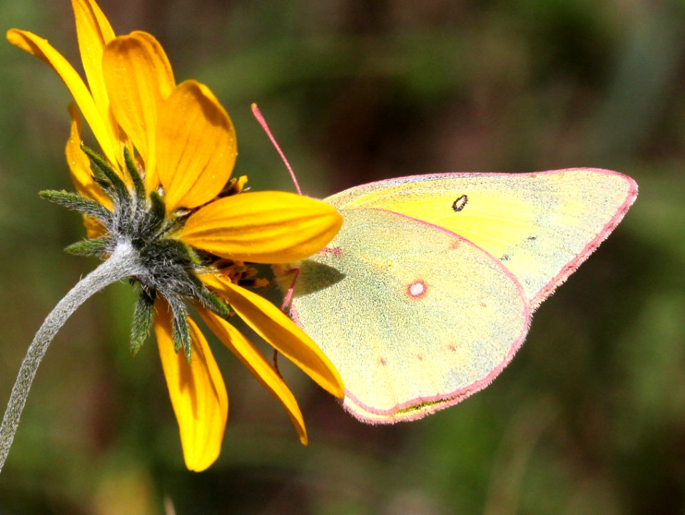 SULPHUR, CLOUDED (Colias philodice (8-24-12) dunton meadow, near lizard head, dolores co, co  (1)