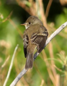 578 - WILLOW FLYCATCHER (5-26-13) saucito ranch, carrizo plain nat mon, slo co, ca  (1)