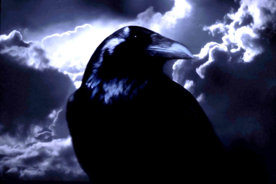 653 - COMMON RAVEN utah