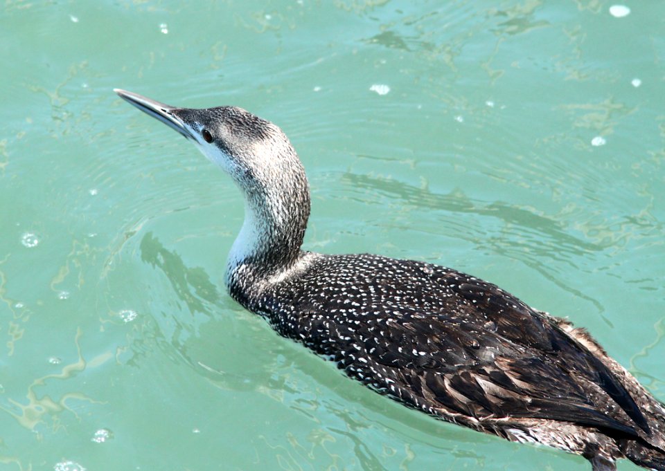 090 - RED-THROATED LOON (3-22-10) morro bay, sloco, ca (1)
