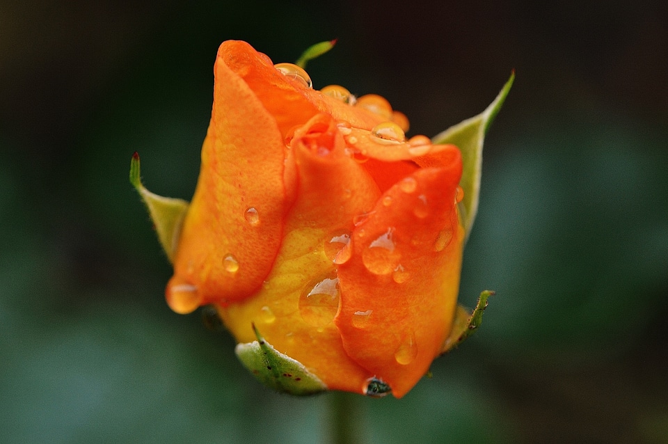 Rose bloom nature color