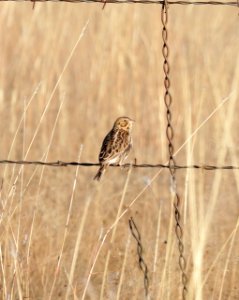 885 - BAIRD'S SPARROW (11-13-2015) san rafael grasslands, santa cruz co, az -01