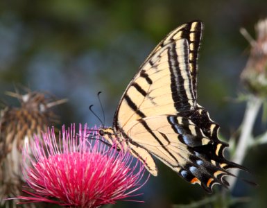 TWO-TAILED SWALLOWTAIL (Papilio multicaudata) (8-30-10) garden cyn, huachuca mts, cochise co, az -02