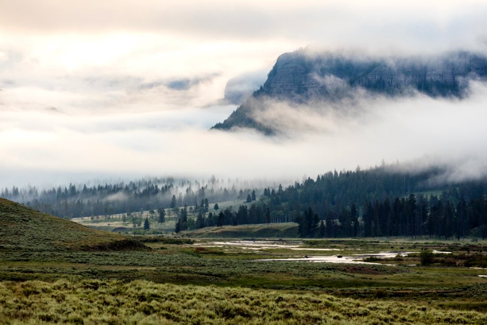 Bison crossing Soda Butte Creek on a foggy morning