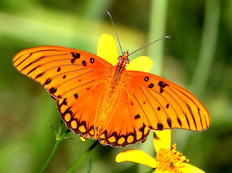 FRITILLARY, GULF (Agraulis vanillae) (10 -7-10) pena blanca lake, scc, az