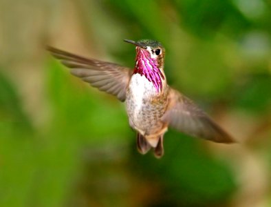 506 - CALLIOPE HUMMINGBIRD (4-17-07) slo co, ca (3)