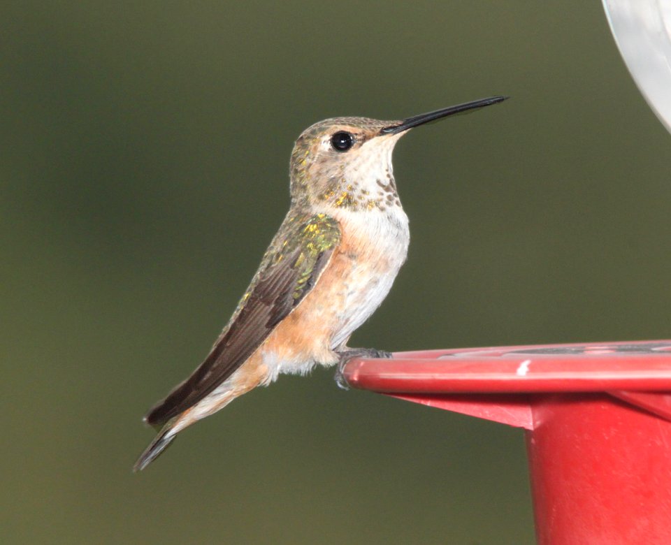 HUMMINGBIRD, RUFOUS (8-1-10) female, yard, west of patagonia, scc, az -01