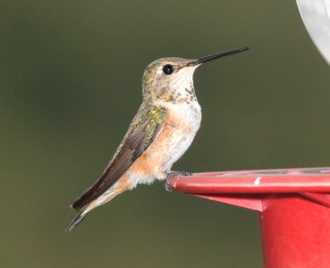 HUMMINGBIRD, RUFOUS (8-1-10) female, yard, west of patagonia, scc, az -01