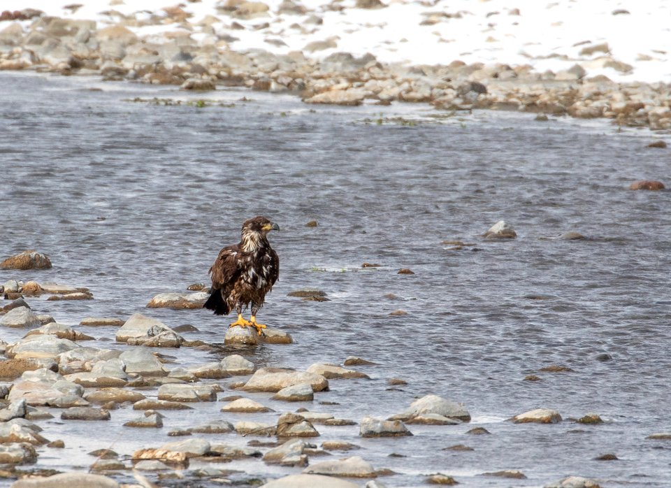 Juvenile bald eagle on the Gardner River